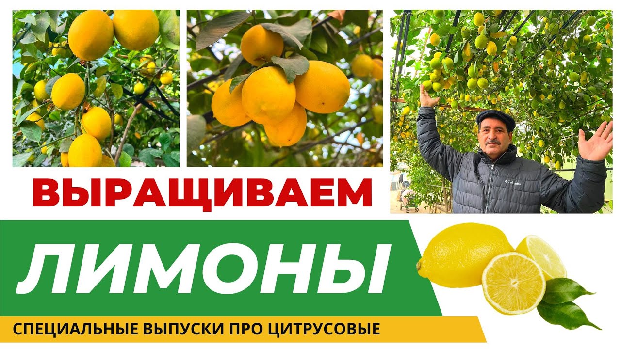 ВЫРАЩИВАНИЕ ЛИМОНА В ТЕПЛИЦЕ! #лимоны #бизнесналимонах #цитрусы