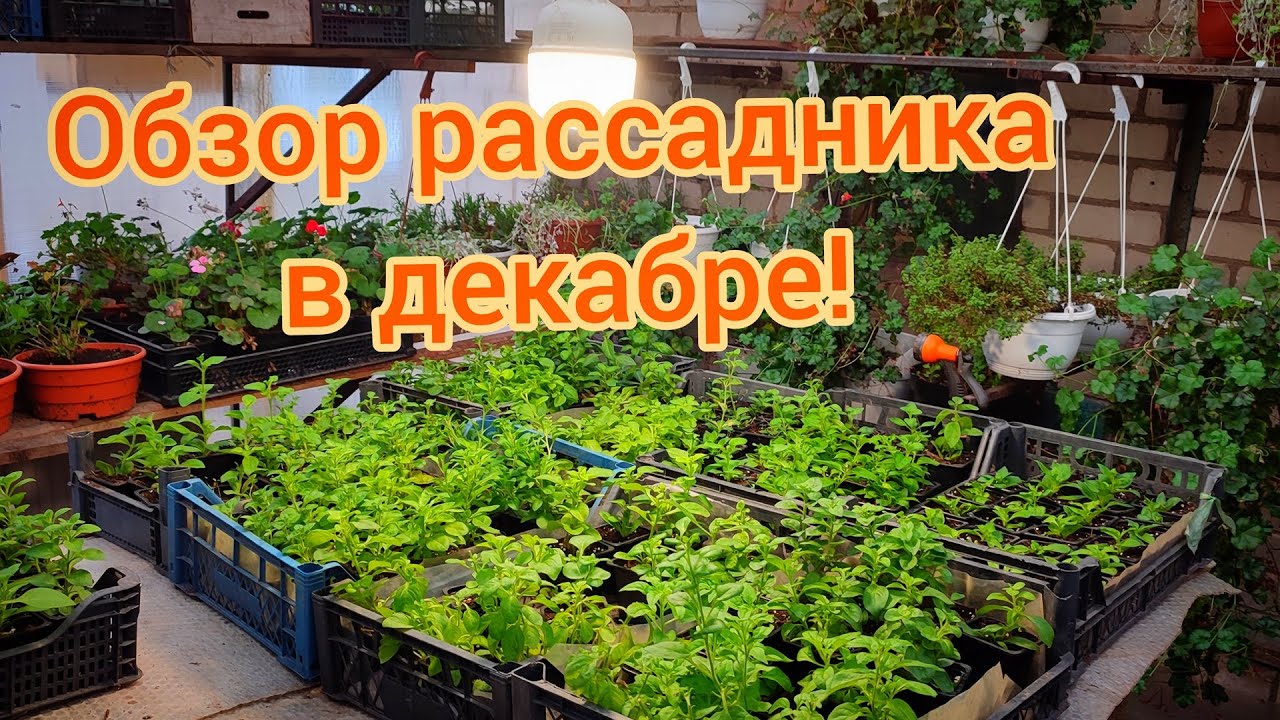 Обзор теплицы в декабре. Вопросы по черенкованию!