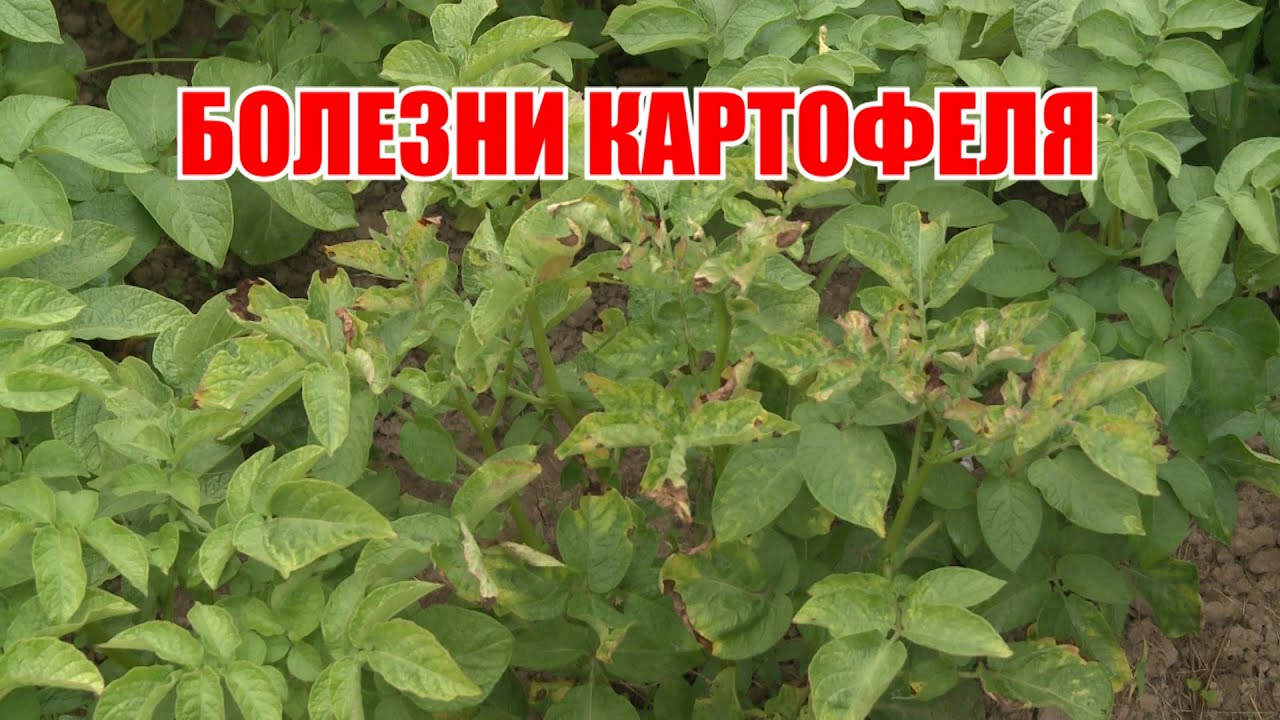 Болезни картофеля