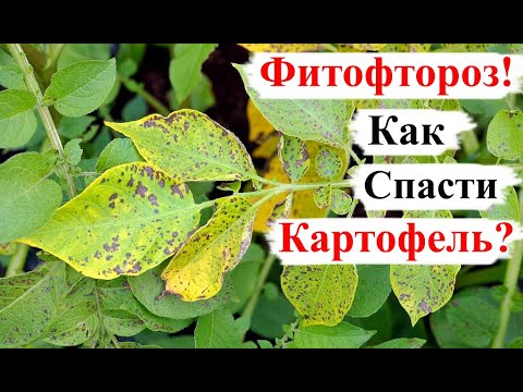 Главная БОЛЕЗНЬ Картофеля! Фитофтороз! МЕТОДЫ Борьбы!
