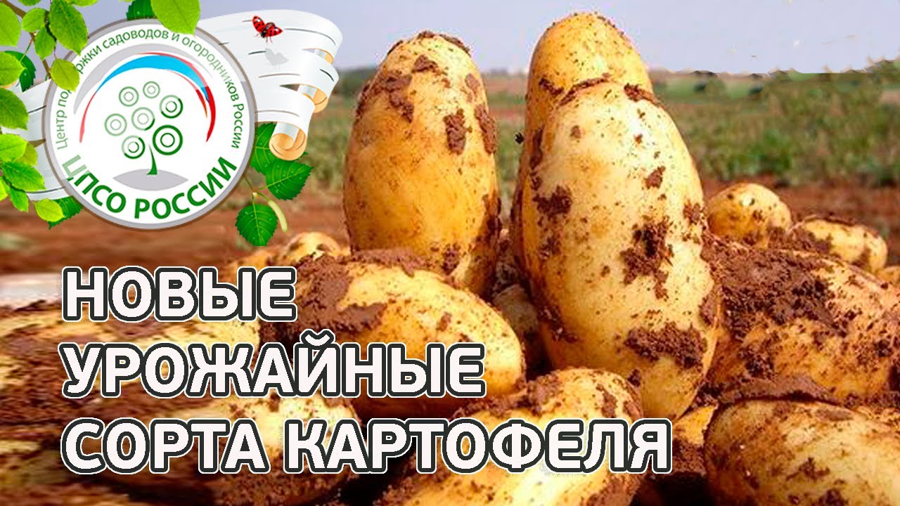 КАРТОФЕЛЬ 1