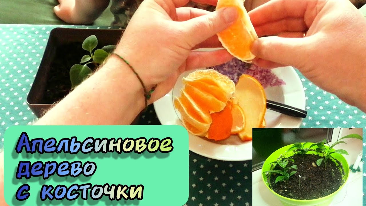 Как с косточки вырастить Апельсиновое дерево.