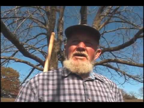 Сбор ореха чёрного в Озарк