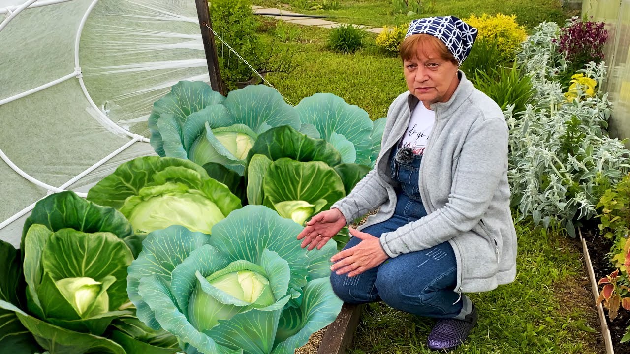 Выращивание капусты. Удачный вариант.