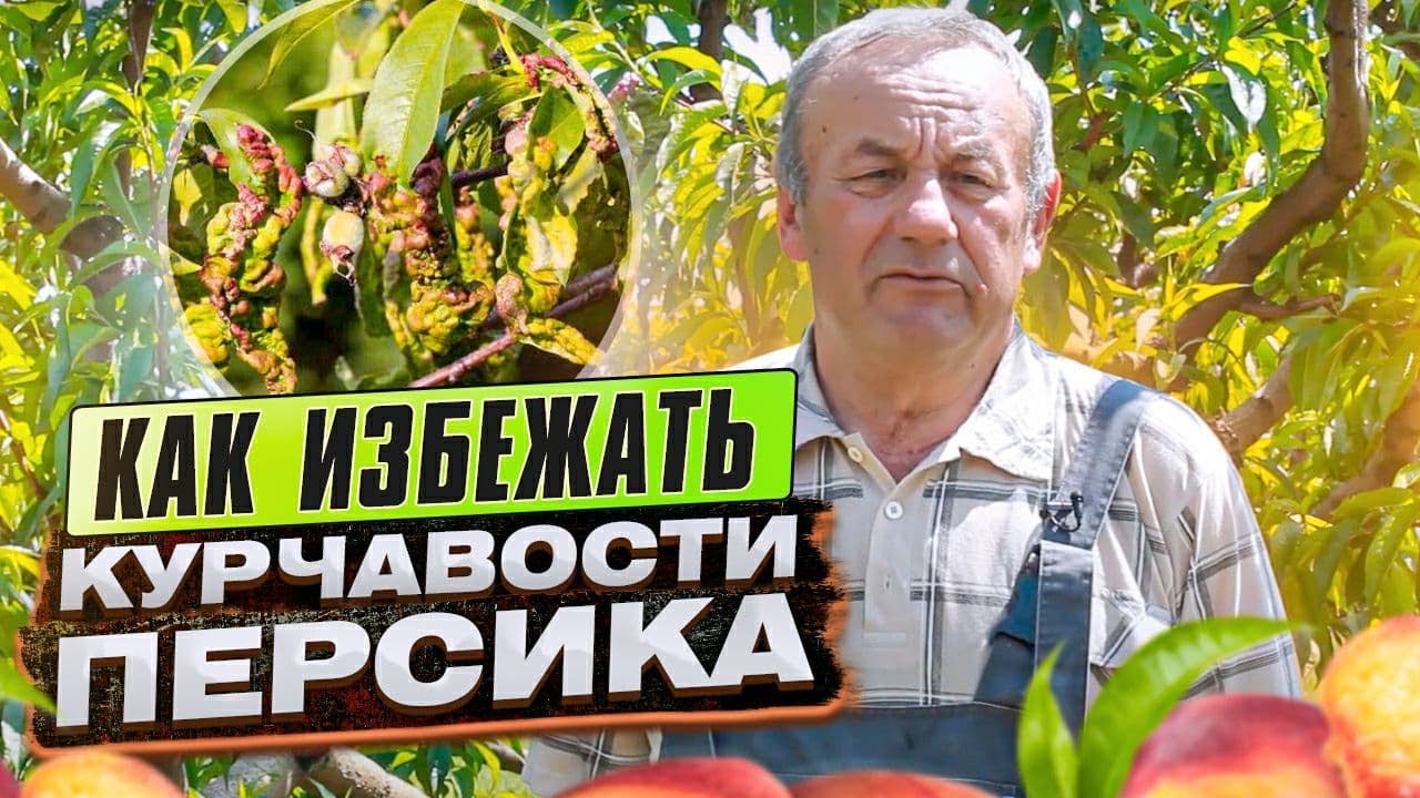 КУРЧАВОСТЬ ЛИСТЬЕВ ПЕРСИКА. Как избавиться от курчавости листьев персика.