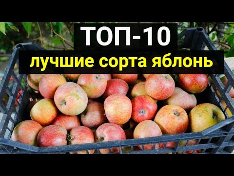 ТОП-10: лучшие сорта яблонь – описание, фото