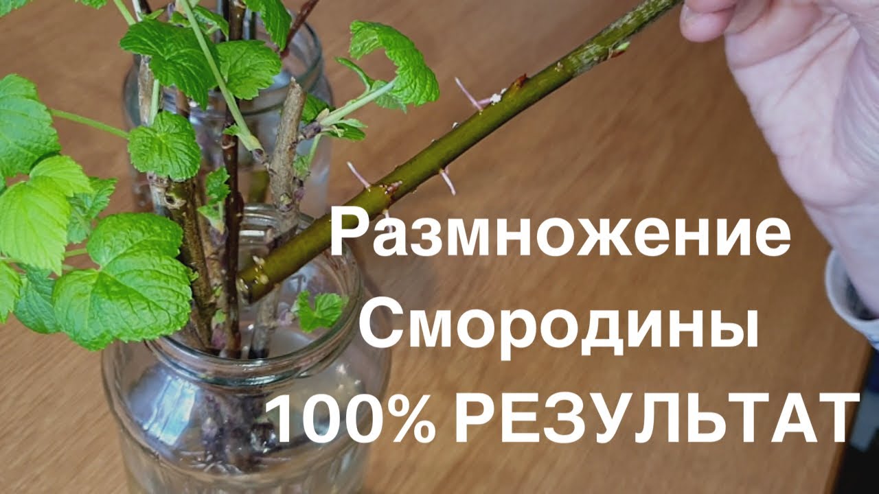 СМОРОДИНА. Как размножить смородину черенками дома! 100% результат.