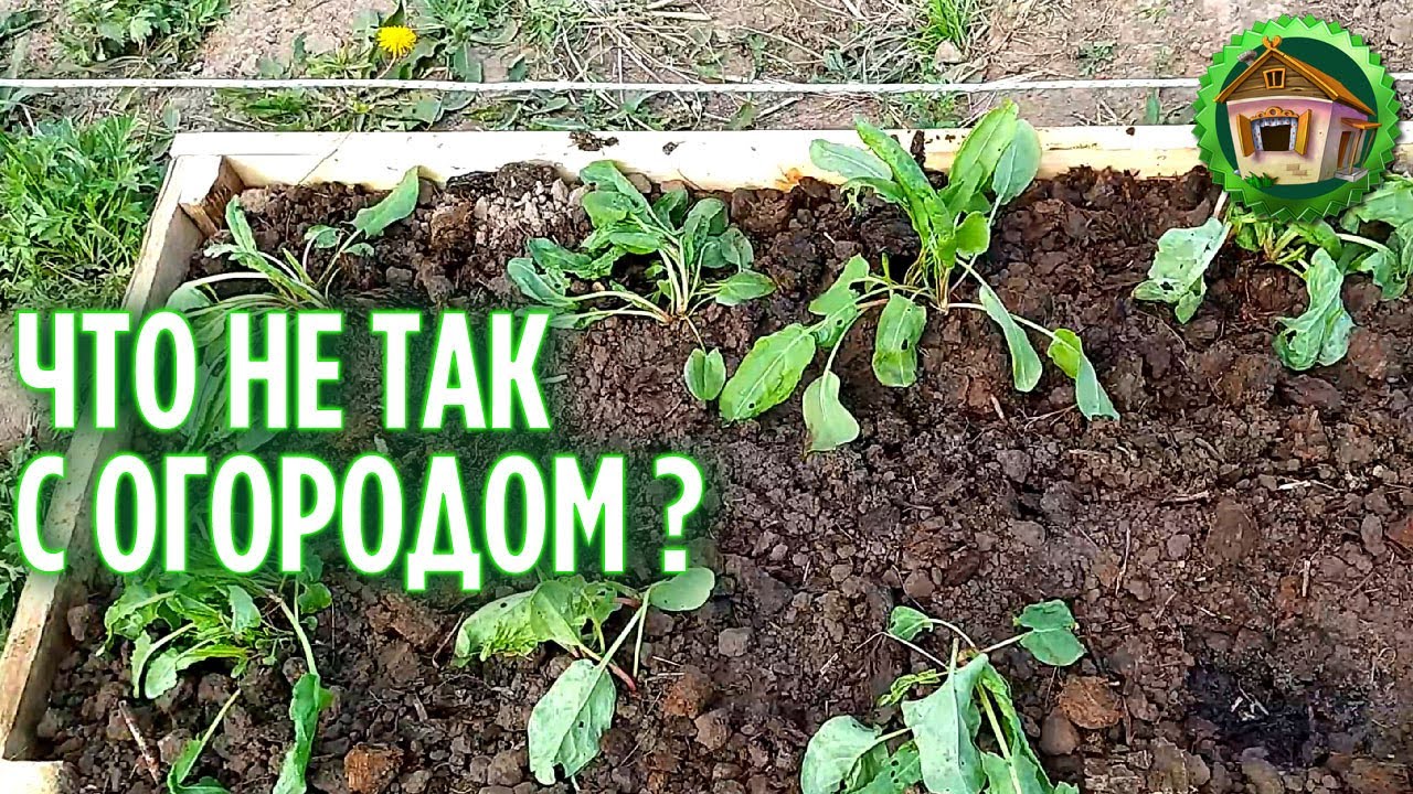 Обзор огорода весной. Выращивание овощей без теплицы в деревне. 244 серия