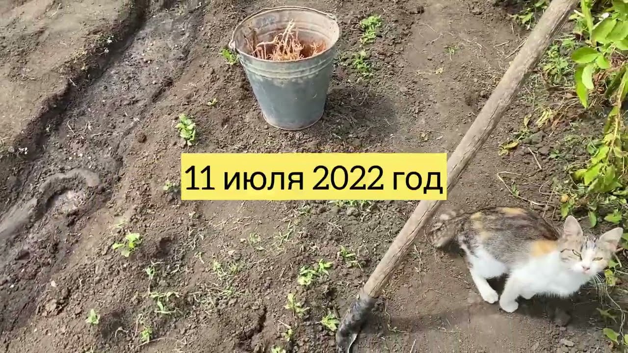 Сажать картошку в ИЮЛЕ//Поздная посадка картофеля//Второй раз посадка картофеля летом