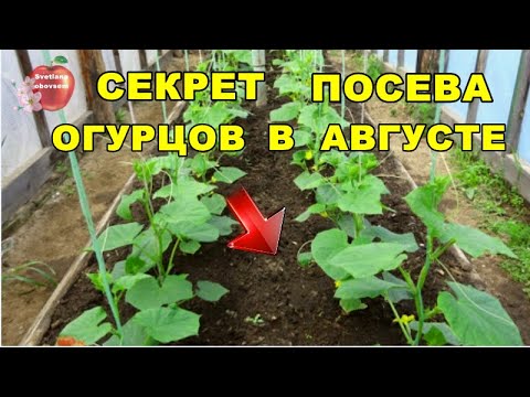 ТРЕТИЙ ПОСЕВ ОГУРЦОВ - В АВГУСТЕ. САМАЯ ПОЗДНЯЯ ПОСАДКА. УРОЖАЙ БУДИТЕ СОБИРАТЬ ДО ЗАМОРОЗКОВ.