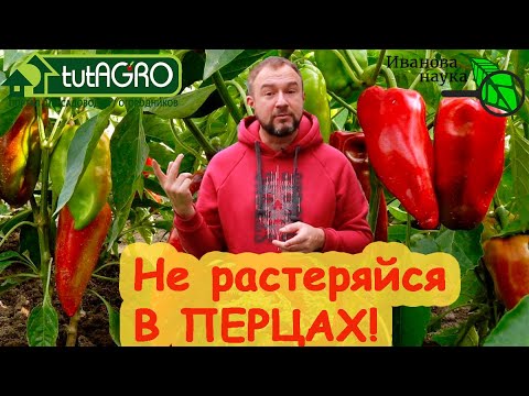 СЕКРЕТ БОЛЬШОГО УРОЖАЯ ПЕРЦА. Всё просто. Только есть маленькая хитрость!