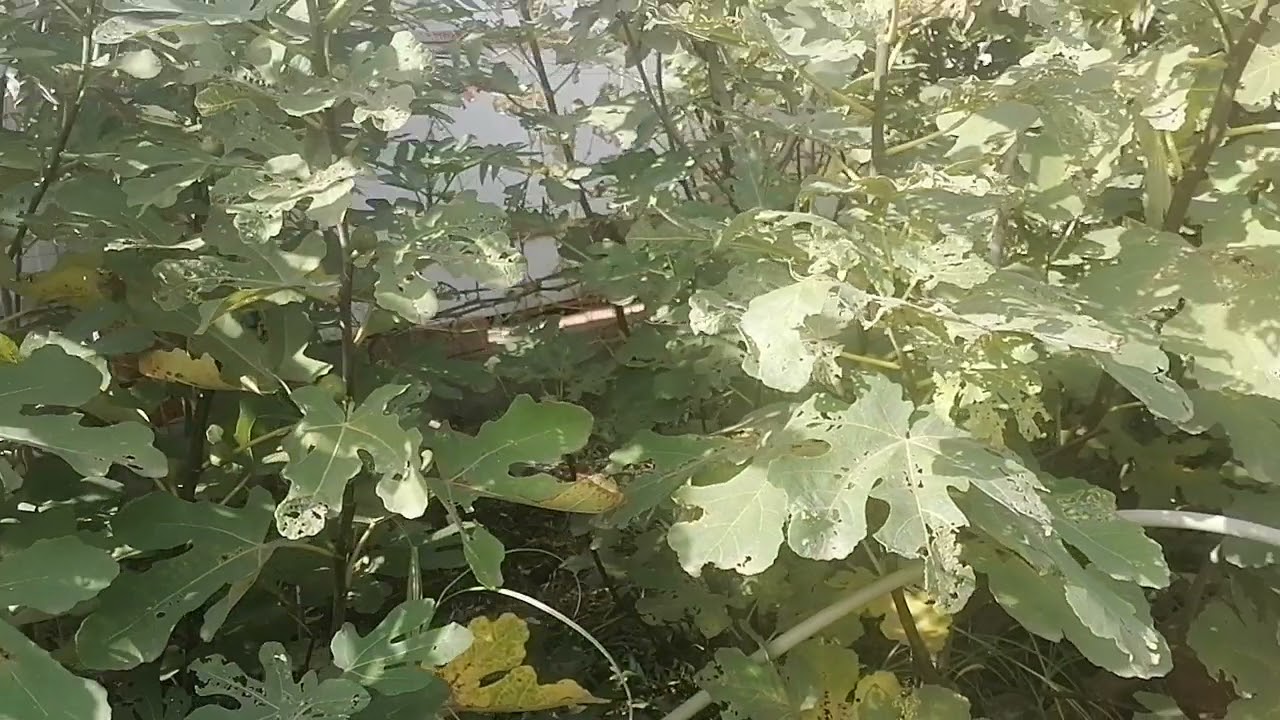 болезни инжира. чем обрабатывать.