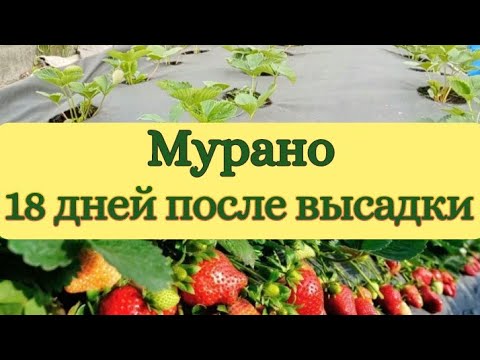 Сорт Мурано. 18 дней после высадки. Удаление цветоносов.