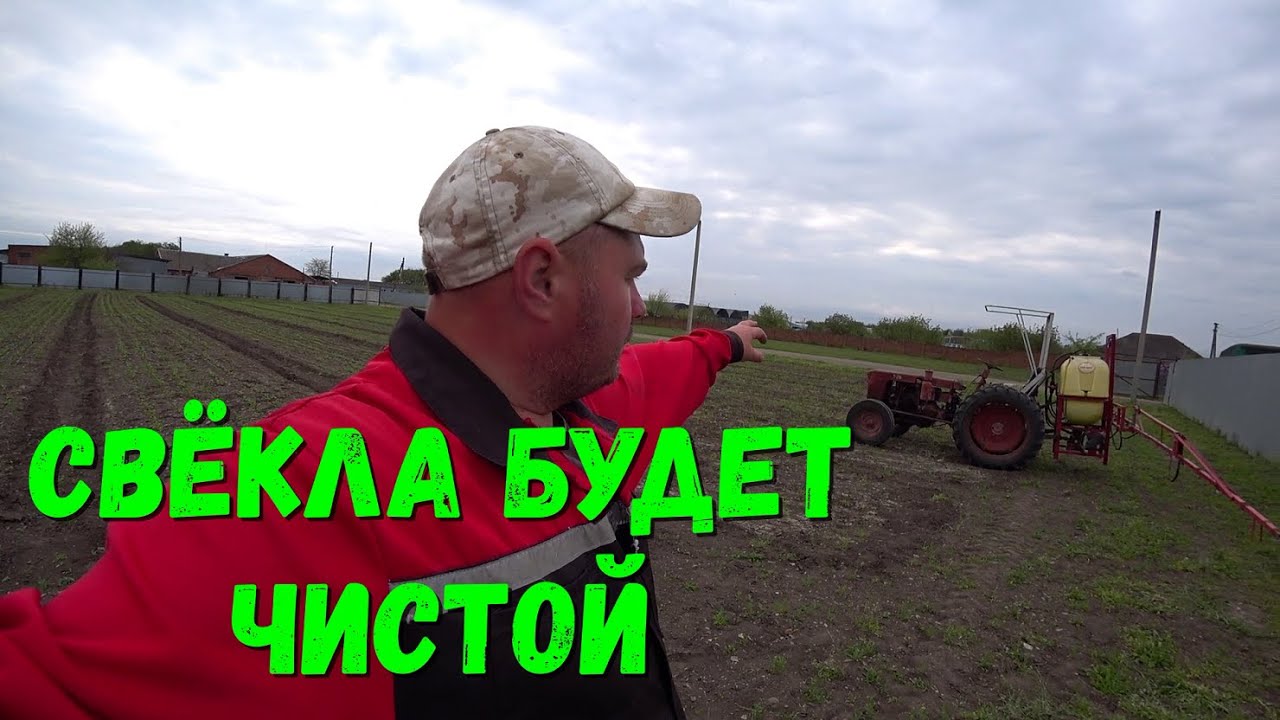 Выращивание Свёклы / Свёкла в открытом Грунте / Обработка Свёклы.
