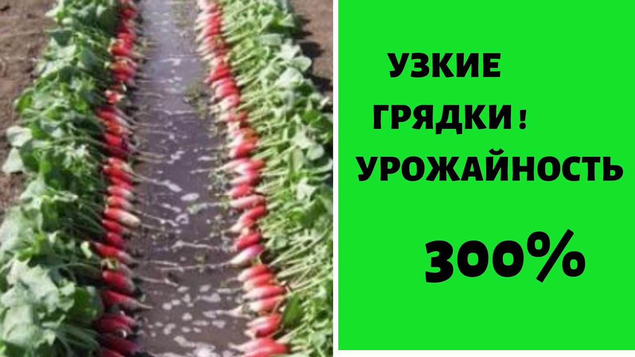 Узкие грядки дают урожайность 300%!