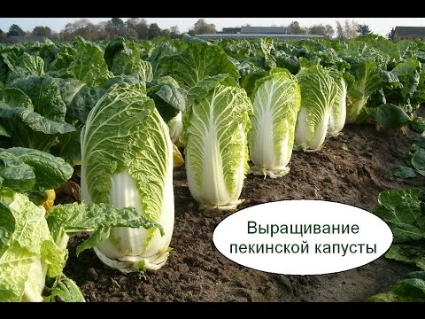 Выращивание пекинской капусты. Бизнес идея