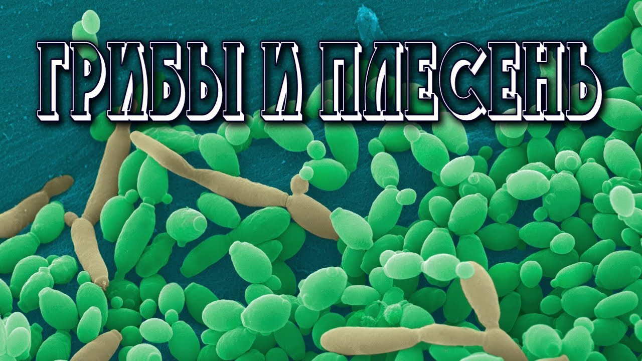 ГРИБЫ В ОРГАНИЗМЕ