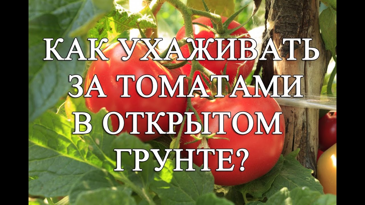 Как ухаживать за томатами 