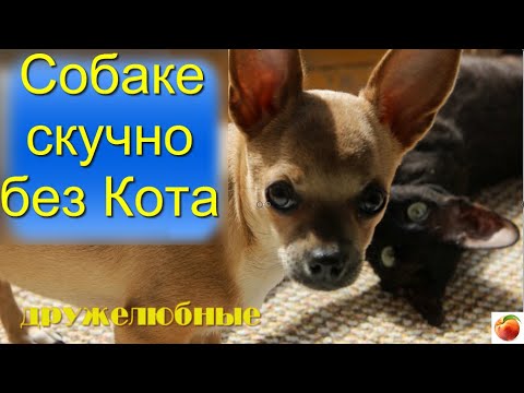 Питомцы жизнь с собакой и котом Любовь наша!