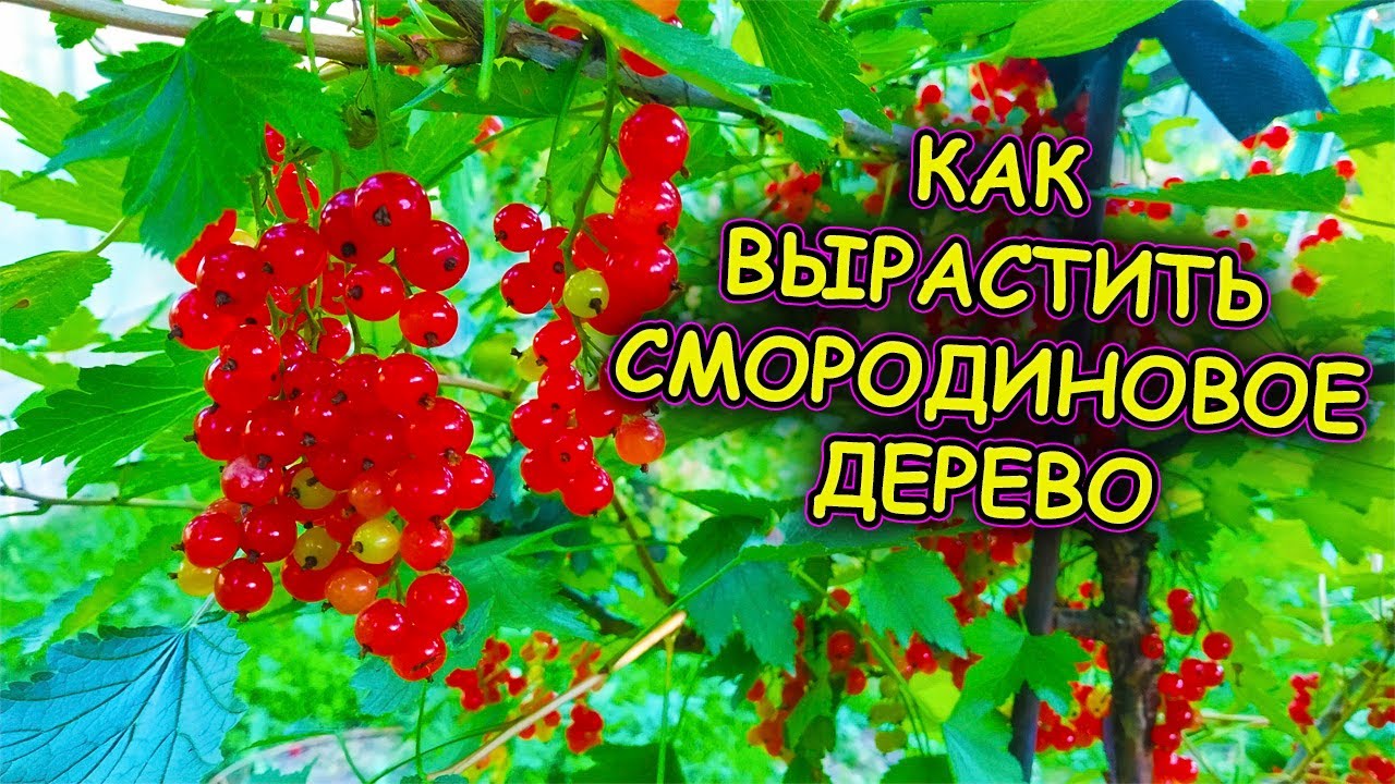 Смородиновое дерево как вырастить. Выращивание штамбовой смородины. Смородина на штамбе.