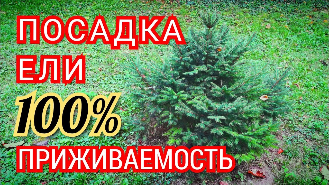 Как посадить ель. Посадка ели на участке. Или как правильно посадить ель чтобы ель прижилась