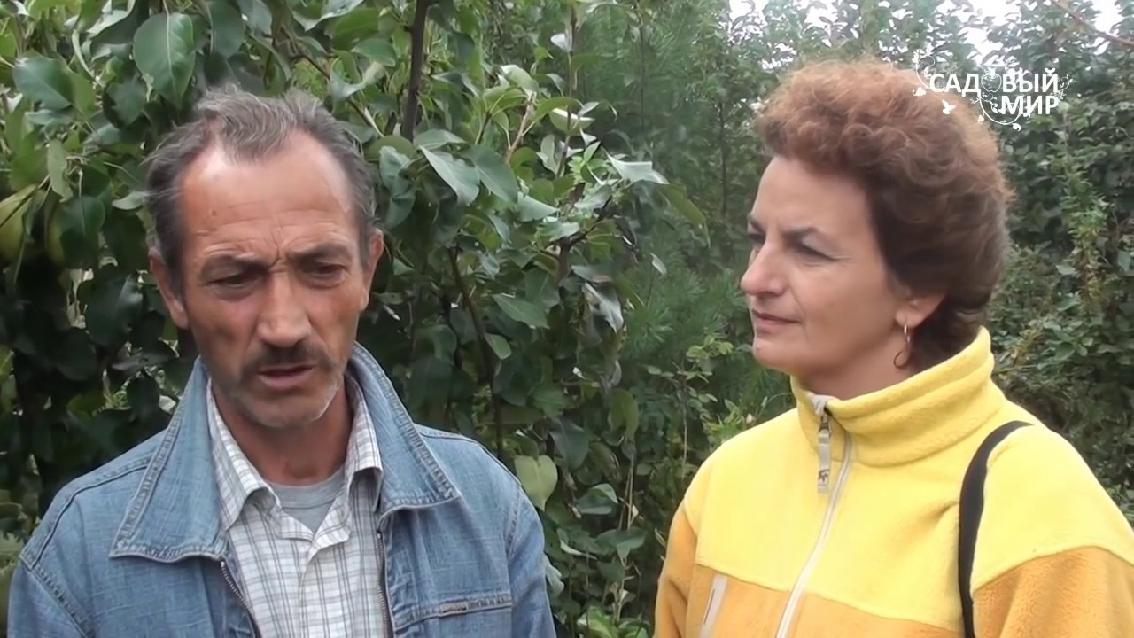 Как выращивать грушу в Средней полосе. Советы агронома. Сайт "Садовый мир"
