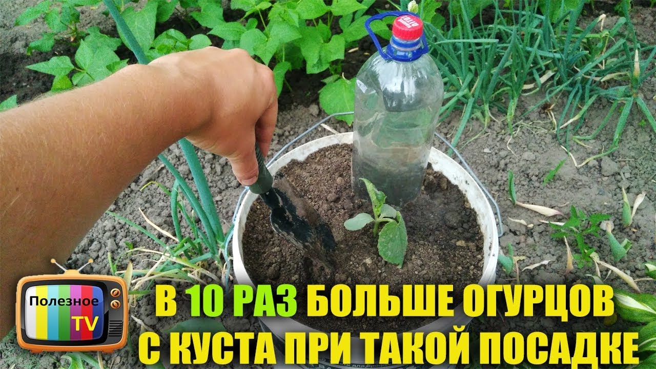 В 10 РАЗ БОЛЬШЕ ОГУРЦОВ С КУСТА ПРИ ТАКОМ ВЫРАЩИВАНИИ