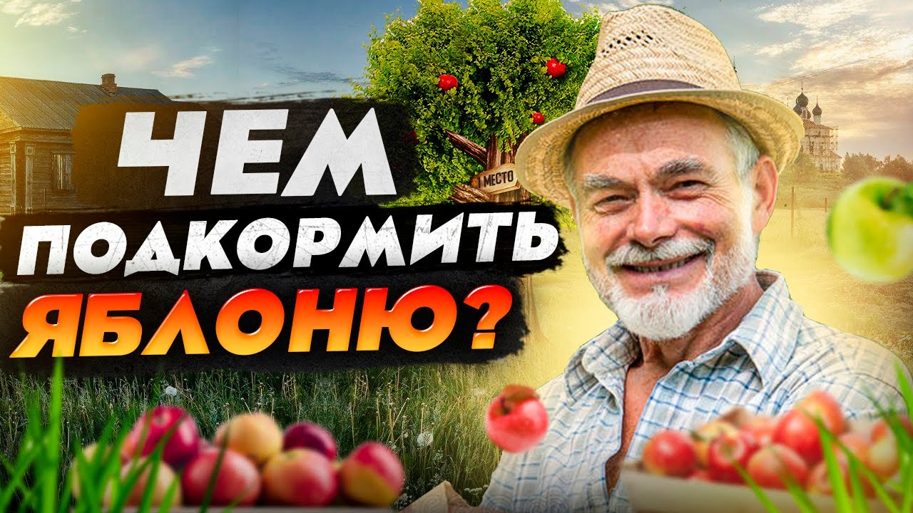 Подкормка яблонь: когда, чем, сколько и зачем?