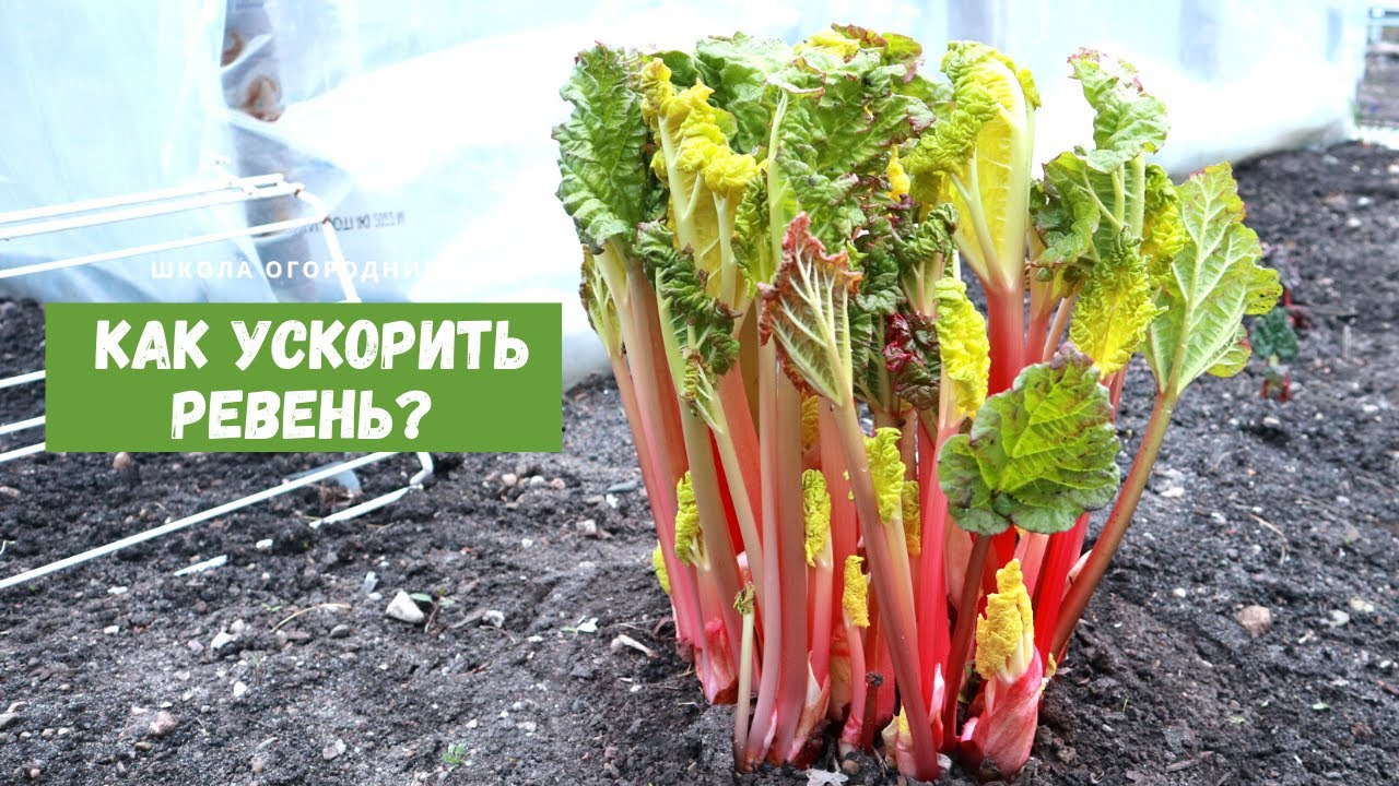 РЕВЕНЬ вкуснее, чем обычно! / Выгонка ревеня