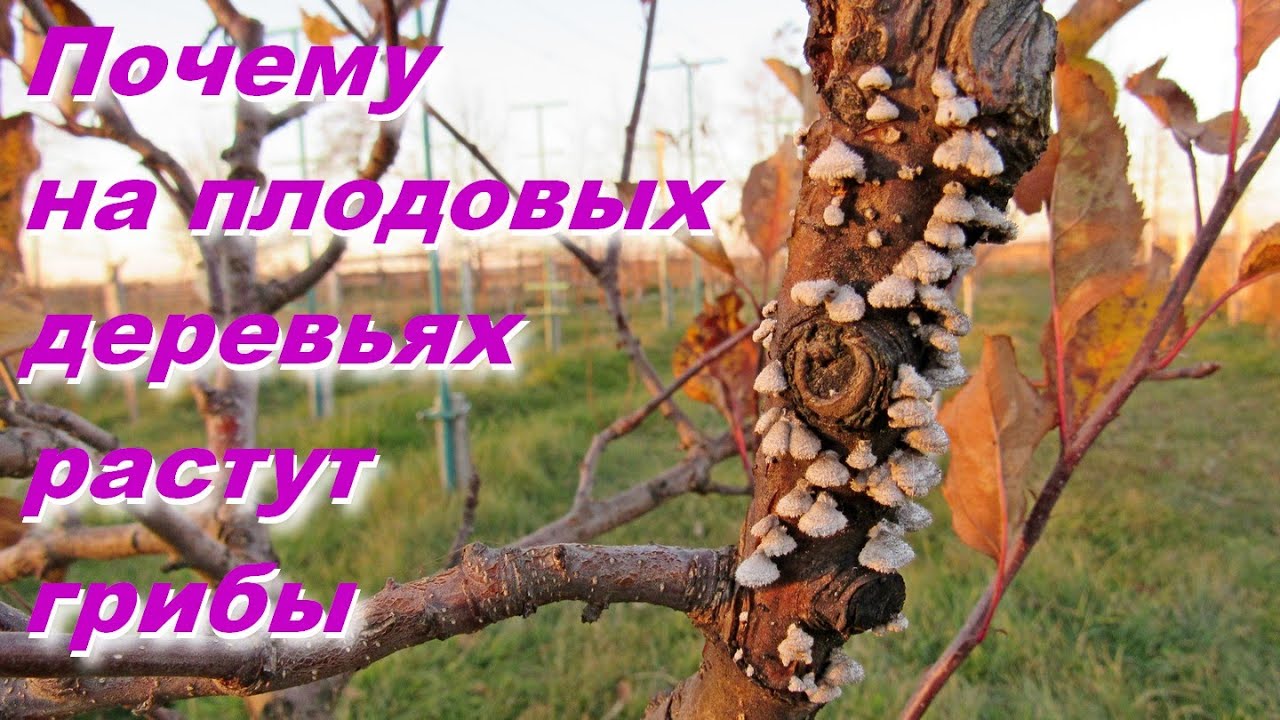 Почему на плодовых деревьях появляются грибы