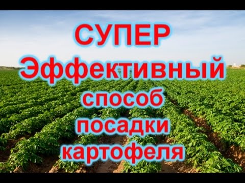 СУПЕР УРОЖАЙНЫЙ СПОСОБ ПОСАДКИ КАРТОФЕЛЯ