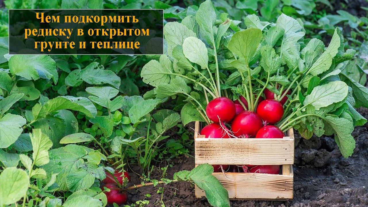 Чем подкормить редиску в открытом грунте и теплице