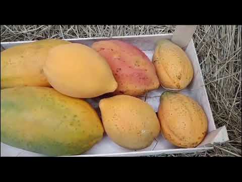 выращиваем и собираем тропические фрукты ??