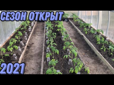 Что класть в лунку при посадки томатов. Полная версия посадки томатов.