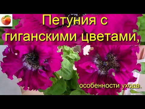 Петуния с огромными цветками Купите эти цветы И новинка сезона махровая вегетативная петуния! уход