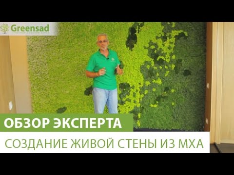 Создание живой стены из мха