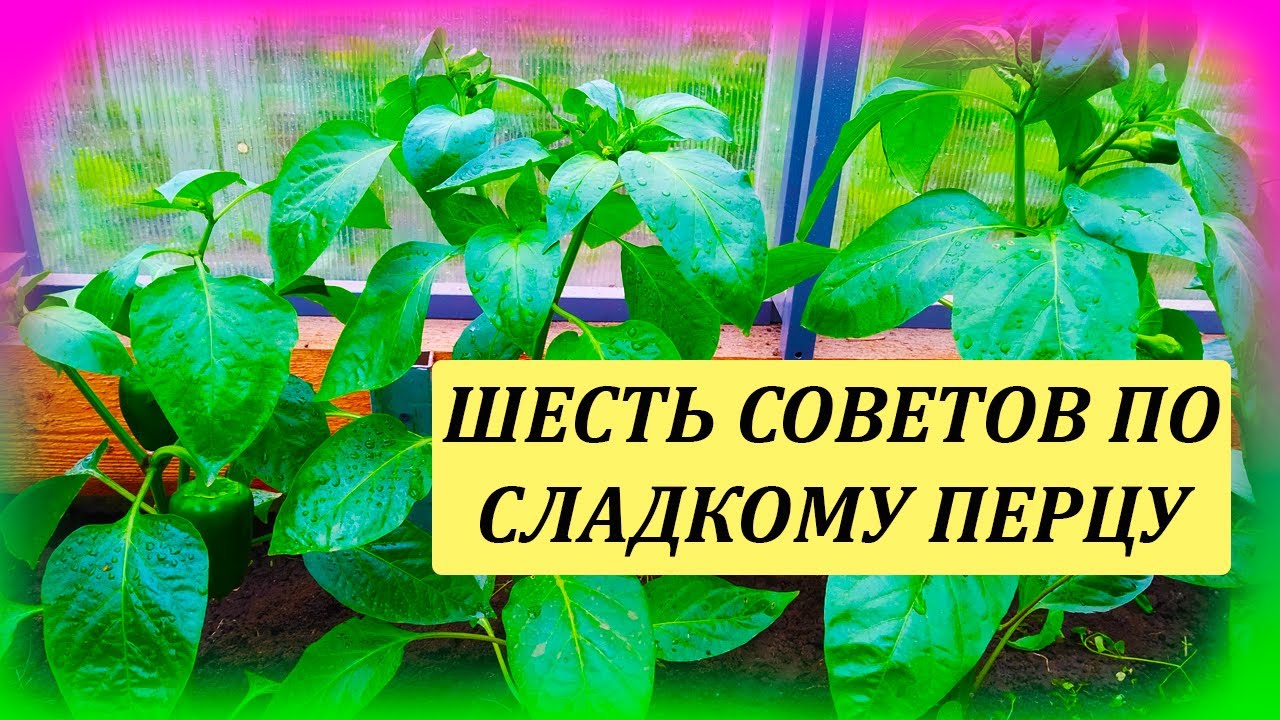 ШЕСТЬ советов по выращиванию сладкого ПЕРЦА в теплице. Почему не растет перец. Выращивание перца