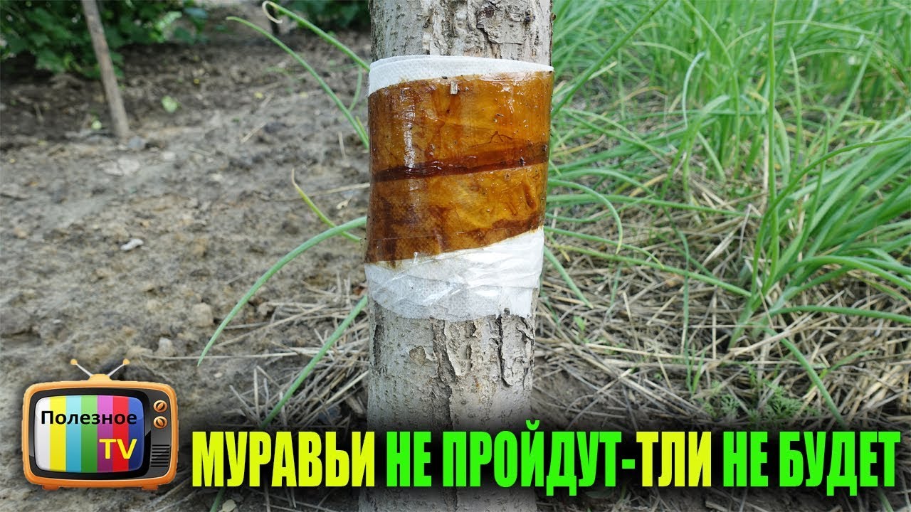 ЭТО БЫСТРО ИЗБАВИТ ОТ ТЛИ И МУРАВЬЁВ НА ДЕРЕВЬЯХ