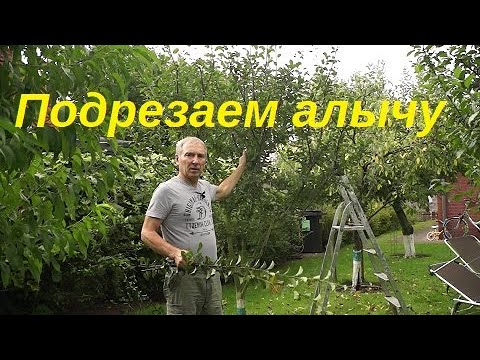 Укорачиваем однолетние побеги