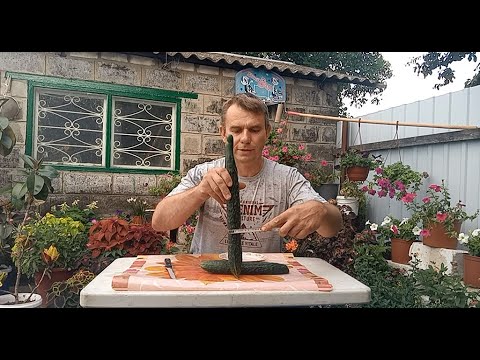 ТАКИХ ОГУРЦОВ ВЫ ЕЩЁ НЕ ВИДЕЛИ!!! ОГУРЕЦ-АЛЛИГАТОР!