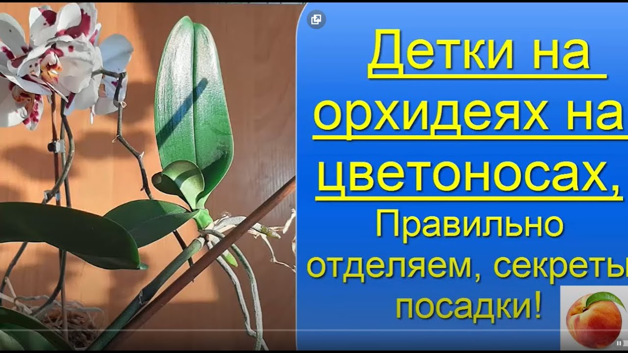 Орхидея Детки на цветоносах орхидеи Как правильно отделить и посадить Размножение орхидеи Фаленопсис