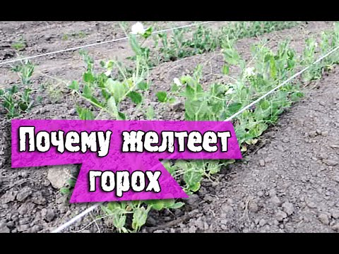 Почему желтеет горох