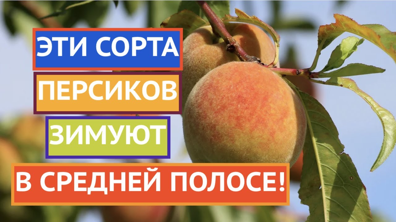 САМЫЕ ПРОВЕРЕННЫЕ СОРТА ПЕРСИКОВ, КОТОРЫЕ ЗИМУЮТ В СРЕДНЕЙ ПОЛОСЕ!