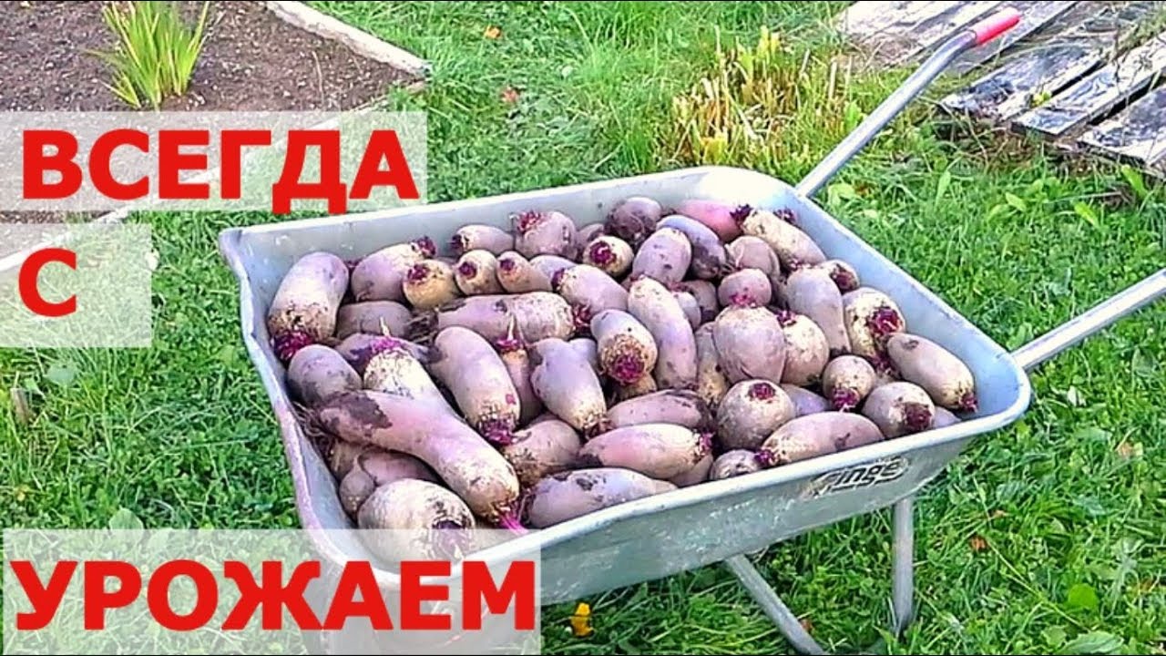 КАК ВЫРАСТИТЬ СВЕКЛУ - ОТ СЕМЯН ДО УРОЖАЯ