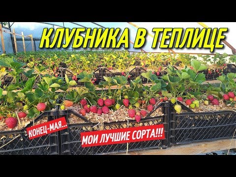 КЛУБНИКА В ТЕПЛИЦЕ,секрет большого урожая/ЛУЧШИЕ СОРТА КЛУБНИКИ!!!