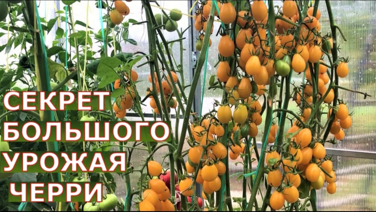Как вырастить томаты черри? Сажать по два в лунку? Как формировать, как пасынковать помидоры черри?