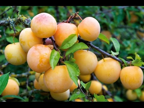 Посадка сливы на холм - плюсы и минусы. Как загубить сливу