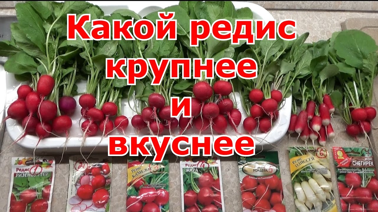 Какой сорт редиса нам больше понравился. Из семи сортов выбираем редиску крупнее и вкуснее.