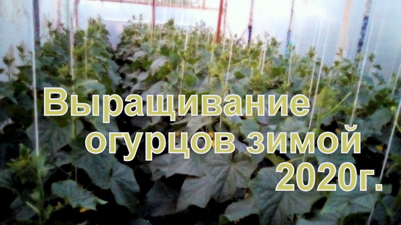 Огурцы выращивание в теплице. Огурцы зимой Освещение в теплице. ЧАСТЬ 1.
