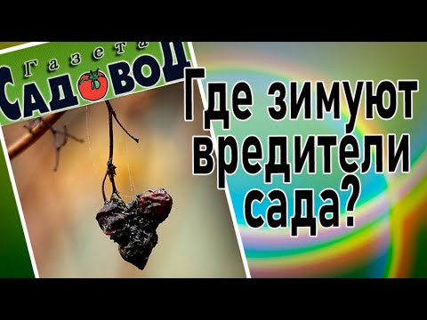 Где зимуют вредители сада. Борьба с вредителями сада в осенний период.